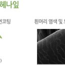 천연염색헤나킹