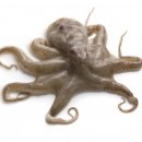 낙지하우스 이미지