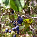 댕댕이 숲 이미지