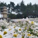 구절초가는길 이미지