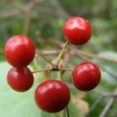 개인(개별)화물-1