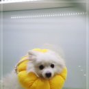 늘곁에동물병원 이미지