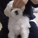 제제네멍치원(성내점) 네이버블로그
