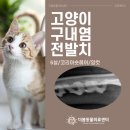 원주더봄동물의료센터 | [원주동물병원] 고양이 구내염 발치 진료케이스를 소개합니다. [원주더봄동물의료센터]
