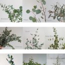 블루씨드(Blue Seed)