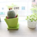 연세느티나무치과의원 이미지