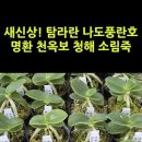 새신상! 탐라란 나도풍란호 명환 천옥보 청해 소림죽 #shorts 이미지