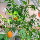 디어오렌지(dear orange)
