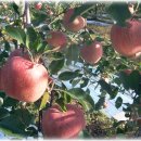 사과향기 이미지