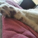 멍멍이발바닥 이미지