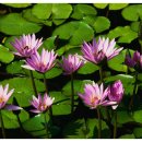 장미속옷 이미지