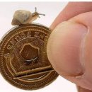 희귀 초소형 달팽이, 몸길이 2.5cm이지만 최대수명은 10년! 이미지