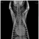 오산25시종합동물병원 이미지