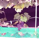 포도나무민박 이미지