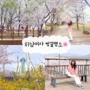 (주)서울유니온약품 | 2026년 4월 5일 하남 벚꽃명소 미사경정공원 실시간 벚꽃현황 주차 피크닉 주말방문후기