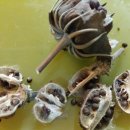 부용약국 이미지