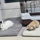 털뭉치즈 이미지