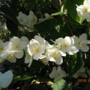 모스가든 이미지