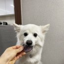 댕댕이모 이미지