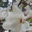 Magnolia 이미지