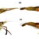 Aeromonas veronii감염 민물 징거미새우 Macrobrachium nipponense의 붉은 아가미병 이미지