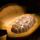 카카오CACAO Daum카페