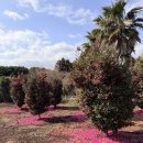 대평농장 | 제주, 야자수 농장 ‘트로피카나 제주’ : 넷플릭스 시리즈 ‘수리남’ 촬영지