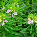 참기름집 이미지