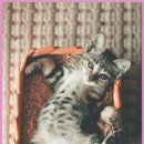 동물병원 감동 이미지