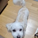 귀엽댕 | 줄이 길어서 섰을 뿐인데, 두바이 쿠키였다 -기대 없이 섰다가 추억 하나 얻음!! -(해랑 일상)