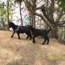 우리염소 이미지