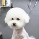 더펫샵애견미용