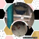 자연부화장 이미지