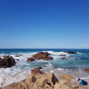 검정사골 이미지