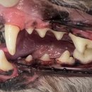 용인도담동물병원 이미지