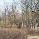 매화공원 광장 이미지