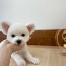 댕바이미 이미지