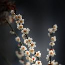 부평동아 이미지