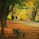 마로니에길 이미지