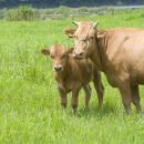 금홍한우농장 이미지