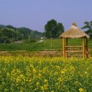 율곡2 Daum카페