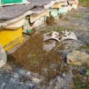 꿀벌지기(오백영 이천시농업기술쎈타 축산과장)의 9월 꿀벌관리~~~ 이미지