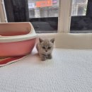 달콤하니냥 이미지