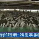 오리한마리 이미지