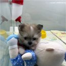 더독스 강아지분양 서울 이미지