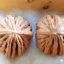 귀족호도 이미지