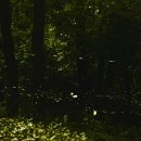 반딧불이 이미지