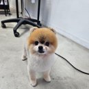 예쁘개 미용 | 믿고 맡길 수 있는 동탄 애견미용 애견샵 오늘도예쁘개