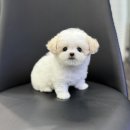 푸숑푸숑 이미지