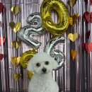 다원하개 이미지